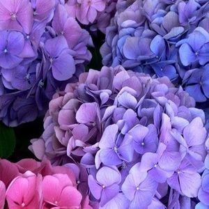 Meet your Posher, Vicki